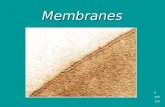 Membranes 0 153. The Plasma Membrane The Plasma membrane is approximately 8-nm thick and is selectively permeable. The Plasma membrane is approximately