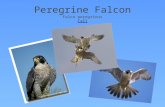 Peregrine Falcon Falco peregrinus Call Call. What makes a bird of prey a bird of prey?  They use their talons to catch their food.