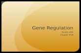 Gene Regulation Packet #46 Chapter #19. Prokaryotic vs. Eukaryotic Gene regulation is different in prokaryotic cells in comparison to eukaryotic cells.