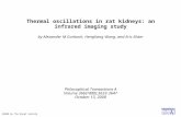 Thermal oscillations in rat kidneys: an infrared imaging study by Alexander M Gorbach, Hengliang Wang, and Eric Elster Philosophical Transactions A Volume.