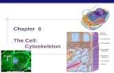 AP Biology Chapter 6 The Cell: Cytoskeleton. AP Biology Cytoskeleton  Function  structural support  maintains shape of cell  provides anchorage for