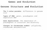 Genes and Evolution Genome Structure and Evolution The C-value paradox- differences in genome size Types of DNA- genes, pseudogenes and repetitive DNA.