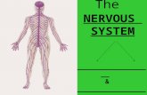 The NERVOUS SYSTEM __________________ & __________________ Nervous System.