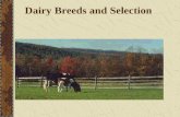 Dairy Breeds and Selection. Dairy Breeds and Selection Overview Major Breeds of Dairy Cattle Dairy Terms and Definitions Parts of a Dairy Cow Dairy Traits.