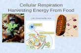Cellular Respiration Harvesting Energy From Food  Life Science/life.htm.
