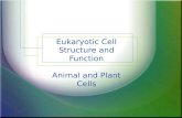 Eukaryotic Cell Structure and Function Animal and Plant Cells