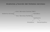 Anatomía y función del Sistema nervioso: Sist. Nervioso Central (SNC) Sistema nervioso Somático Sist. Nervioso Periférico Autónomo SimpáticoParasimpático.