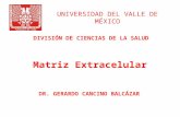 UNIVERSIDAD DEL VALLE DE MÉXICO Matriz Extracelular DR. GERARDO CANCINO BALCÁZAR DIVISIÓN DE CIENCIAS DE LA SALUD.