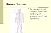 Sistema Nervioso Se compone del sistema nervioso central y el sistema nervioso periférico