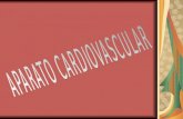 Esta formado por 2 partes: Corazón: Sistema circulatorio: Arterias, Arteriolas, Capilares, Venulas y Venas.