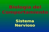 Biolog­a del Comportamiento Sistema Nervioso. S.N. Central: â€“Pensamiento â€“Perceptual S.N. Perif©rico : â€“S.N. Somtico: Sensorio-conductor â€“S.N.