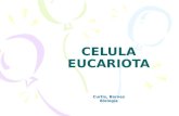 CELULA EUCARIOTA Curtis, Barnes Biología. Antecedentes: La célula procariota es simple, sin embargo comparte con la eucariota la estructura de la membrana.