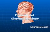 División del Sistema Nervioso Neuropsicología I. Sistema Nervioso El Sistema Nervioso se divide en: El Sistema Nervioso se divide en: Central y Periférico.