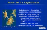 Pasos de la Fagocitosis –Quimiotaxis (Receptor / sustancia quimiotáctica) –Unión a receptores de membrana (Adherencia) : Receptores inespecíficos Receptor.