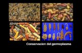 Conservacion del germoplasma El Germoplasma es tanto el material genético (genes, grupos de genes, cromosomas) que controlan la herencia y los tejidos,