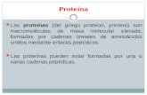 Proteína Las proteínas (del griego proteion, primero) son macromoléculas de masa molecular elevada, formadas por cadenas lineales de aminoácidos unidos.