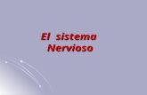 El sistema Nervioso ORGANIZACI“N DEL SISTEMA NERVIOSO Sistema Nervioso Sistema Nervioso Central Enc©falo Cerebro Cerebelo Tronco enceflico Protuberancia