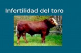 Infertilidad del toro. Testículos Alteraciones congénitas : Hipoplasia. Criptorquidia. Adquiridas : Orquitis aguda ( traumática o infecciosa ) Orquitis.