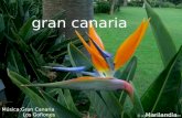 gran canaria Marilandia Música:Gran Canaria Los Gofiones.