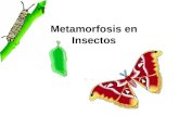 Metamorfosis en Insectos. Metamorfosis “Cambio” –Completo –Incompleto Controlado principalmente por hormonas.