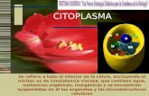 ING. SOCORRO OLIVAS LOYA CITOPLASMA Se refiere a todo el interior de la célula, excluyendo el núcleo; es de consistencia viscosa, que contiene agua, sustancias.