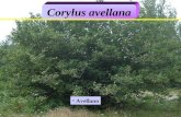 Corylus avellana Avellano. Corylus avellana Origen: Europa central y meridional y Asia occidental.