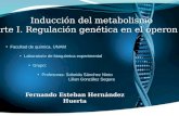 Facultad de química, UNAM Laboratorio de bioquímica experimental Grupo: Profesoras: Sobeida Sánchez Nieto Lilian González Segura.