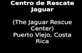 Centro de Rescate Jaguar (The Jaguar Rescue Center) Puerto Viejo, Costa Rica.