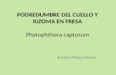 PODREDUMBRE DEL CUELLO Y RIZOMA EN FRESA Phytophthora captorum Emilio Pérez Pérez.