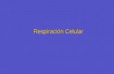 Respiración Celular. La respiración celular es el conjunto de reacciones bioquímicas que ocurre en la mayoría de las células, en las que el ácido pirúvico.