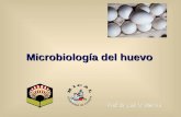Microbiología del huevo. Definiciones huevo Huevos frescos : Son los que se presentan en su estado natural, sin haber sido limpiados por ningún procedimiento.