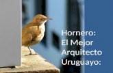 Hornero: El Mejor Arquitecto Uruguayo:.