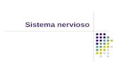 Sistema nervioso. Funciones Función Composición Sistema Nervioso Central Órganos Sistema Nervioso Periférico órganos