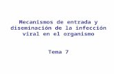 Mecanismos de entrada y diseminación de la infección viral en el organismo Tema 7.
