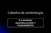 Cátedra de embriología 3-4 semanas: GASTRULACIÓN Y PLEGAMIENTO.
