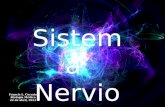 Clasificación estructural Sistema Nervioso Central (CNS) Sistema Nervioso Central (CNS) Sistema Nervioso Periférico (PNS) Sistema Nervioso Periférico.