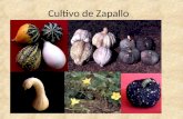 Cultivo de Zapallo. Introducci³n Hay dudas sobre el origen del zapallo afirma que el zapallo seria originario de M©xico por haberse encontrado algunas