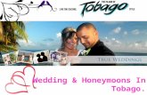 Wedding & Honeymoons In Tobago