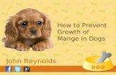 Treatment For Mange In Dogs