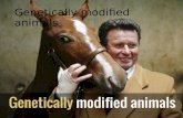 Genetically modified animals