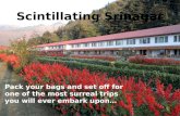 Scintillating Srinagar