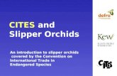 CITES  and Slipper Orchids