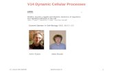 V14 Dynamic Cellular Processes