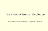 The Story of Human Evolution