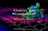 Kinesin and Microtubules
