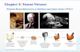 Chapter 3: Tumor Viruses