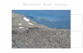 Mountain Goat Survey