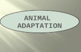 ANIMAL  ADAPTATION