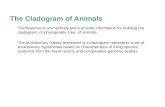 The Cladogram of Animals
