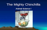 The Mighty Chinchilla